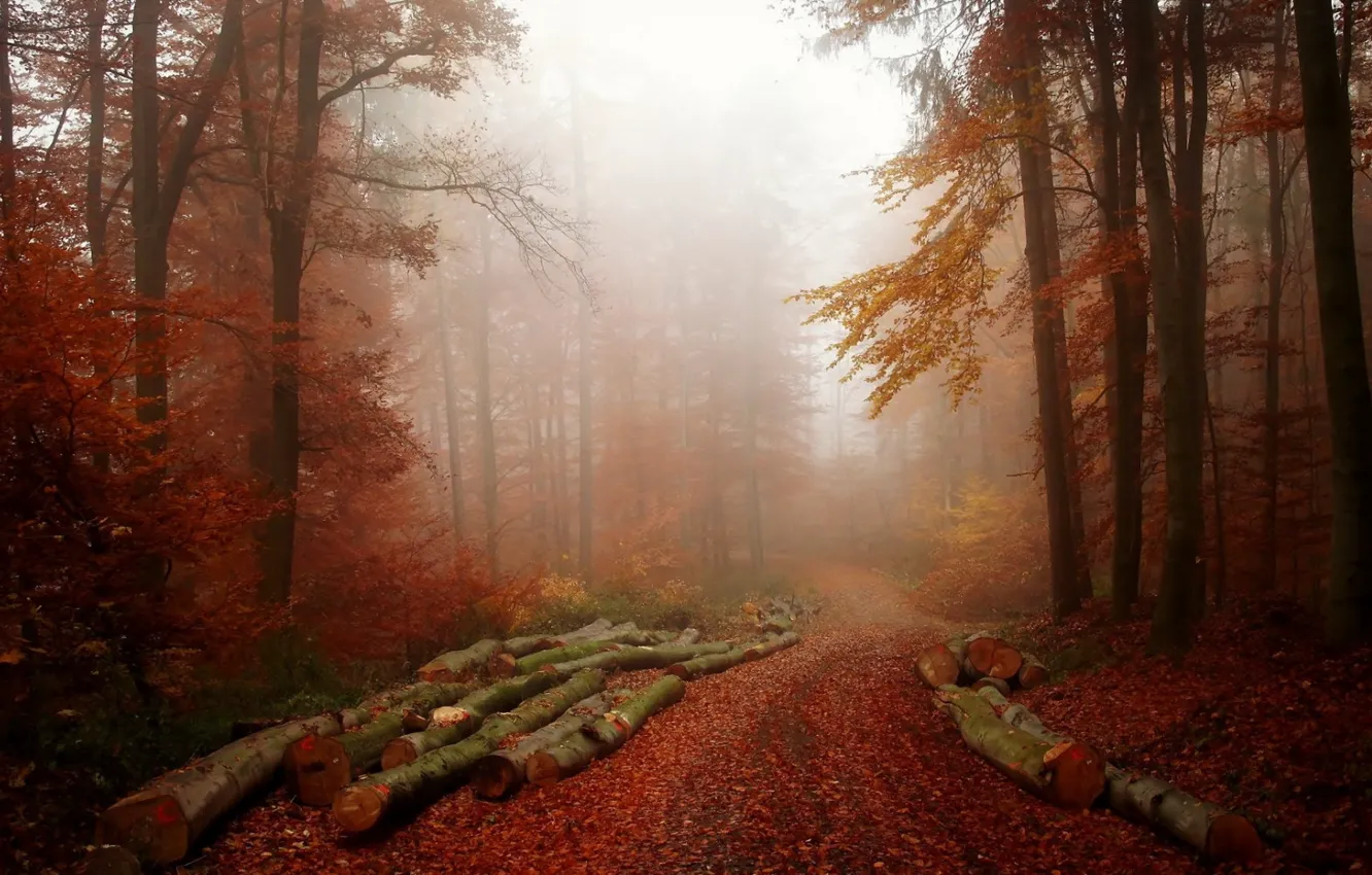 Photo wallpaper forest, nature, fog