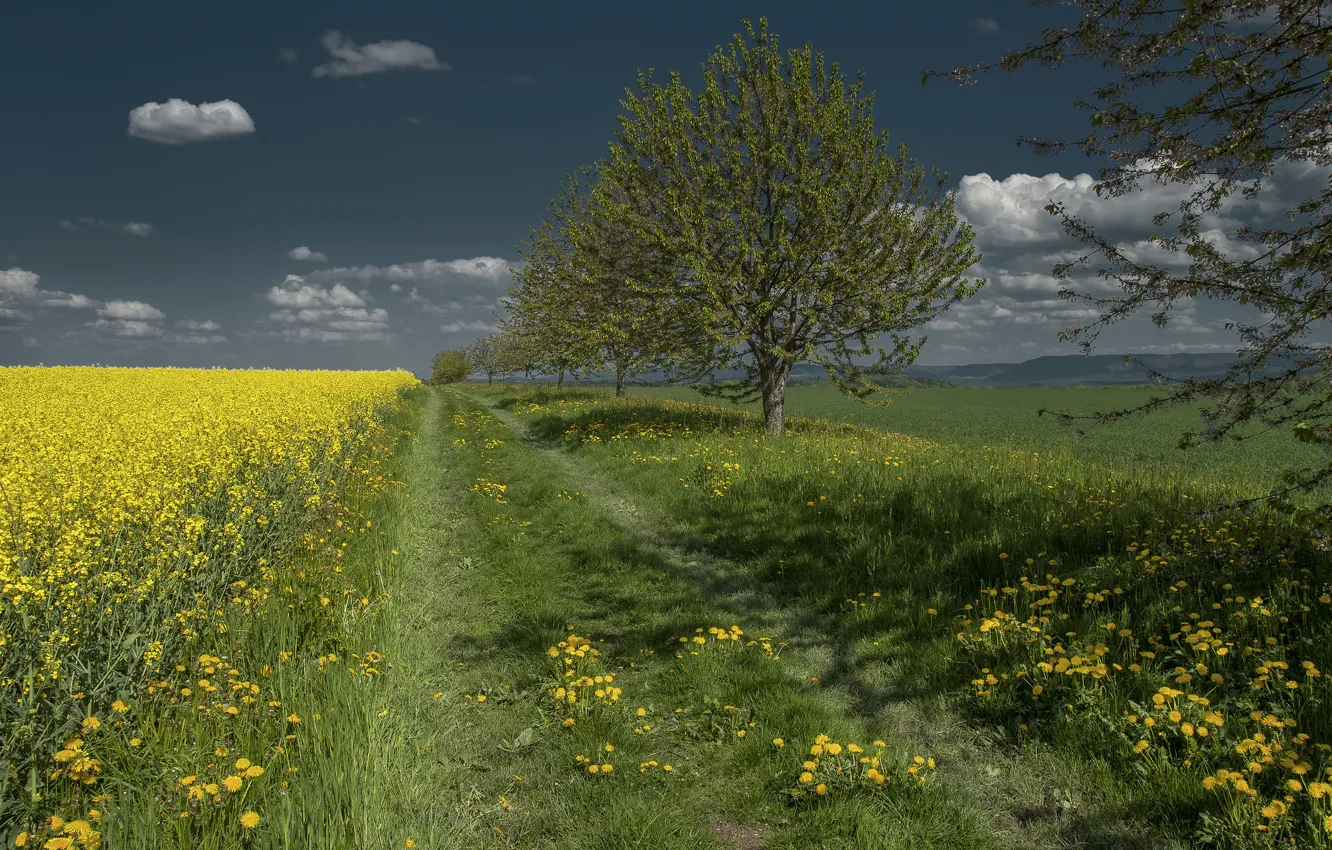 Photo wallpaper road, field, the sky, grass, trees, flowers, dandelion, rape