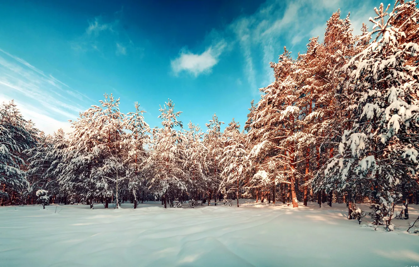 Photo wallpaper winter, forest, snow, landscape, snowflakes, nature, panorama, pine