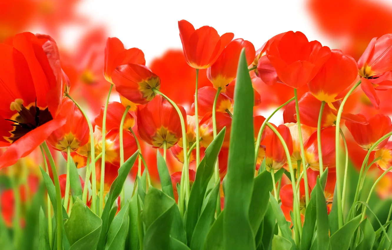 Photo wallpaper greens, Field, red, tulips