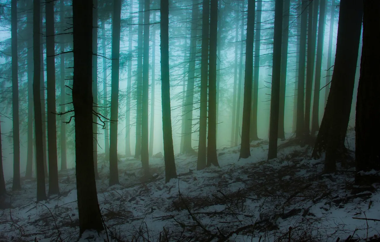 Photo wallpaper winter, forest, snow, trees, nature, fog, Italy, Italy