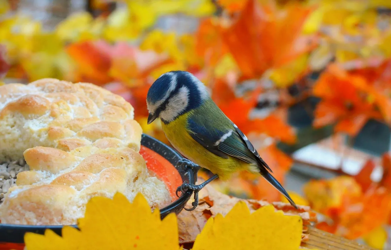 Photo wallpaper autumn, bird, bird, autumn