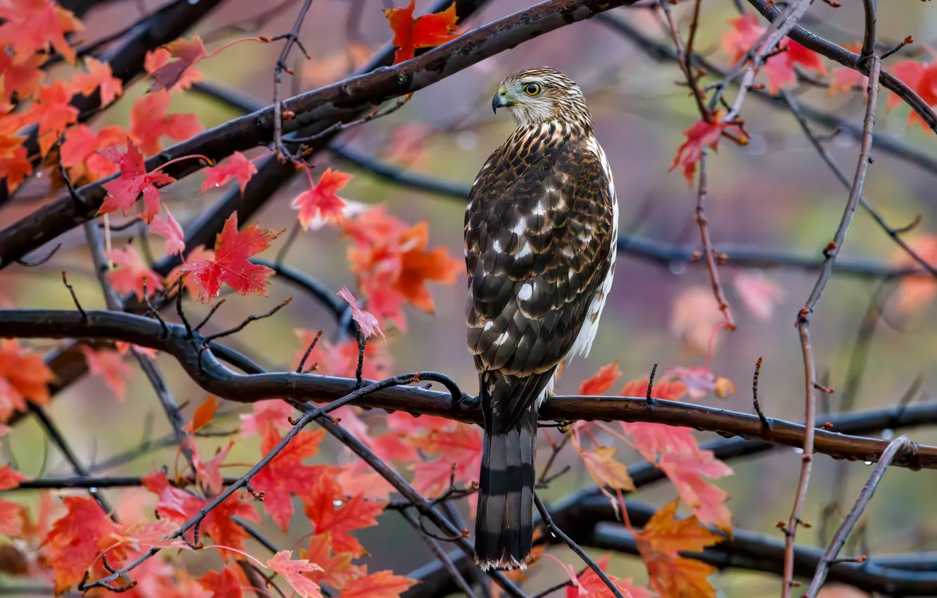 Photo wallpaper autumn, trees, branches, bird, foliage, Falcon, maple, Kestrel