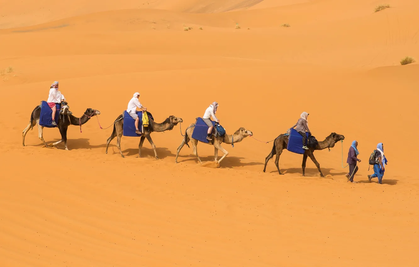 Photo wallpaper sand, desert, barkhan, camels, caravan, Bedouin