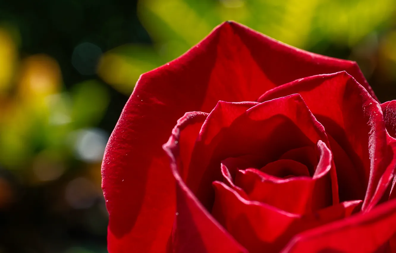 Photo wallpaper macro, red, roses, buds, bokeh