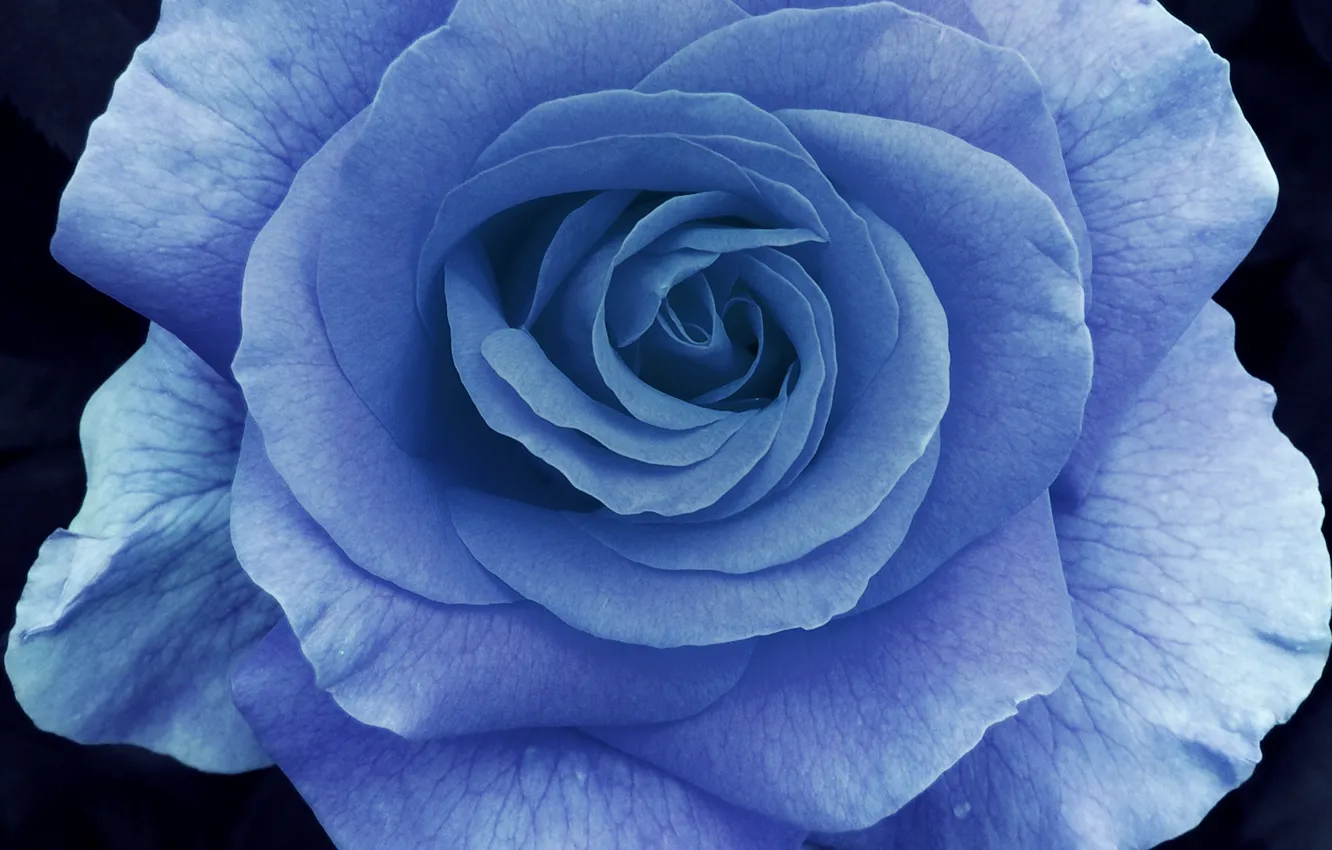 Photo wallpaper macro, rose, petals, blue