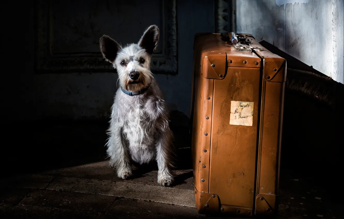 Photo wallpaper dog, suitcase, doggie