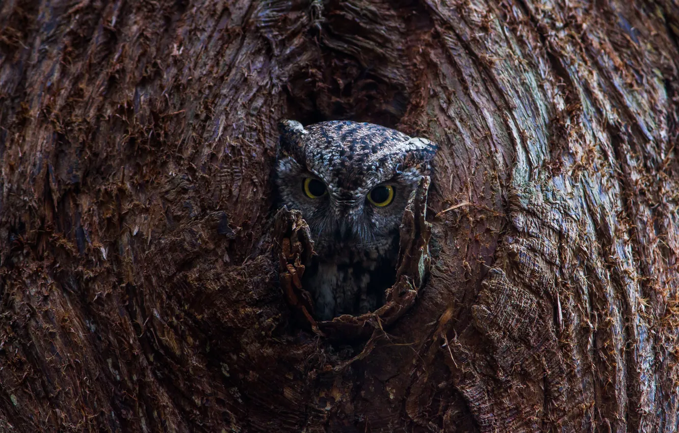 Photo wallpaper eyes, tree, owl