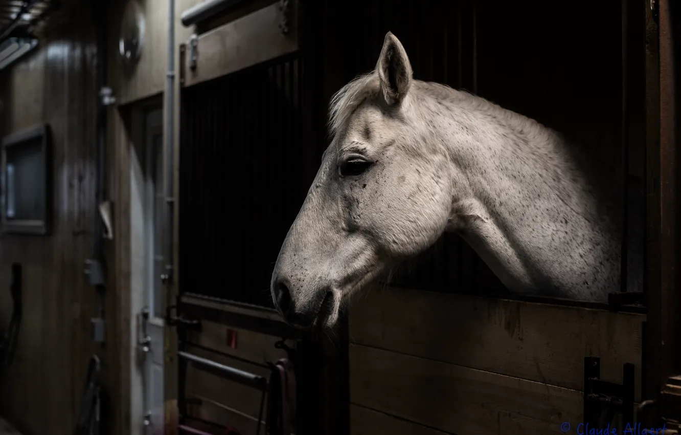 Photo wallpaper horse, stable, stall