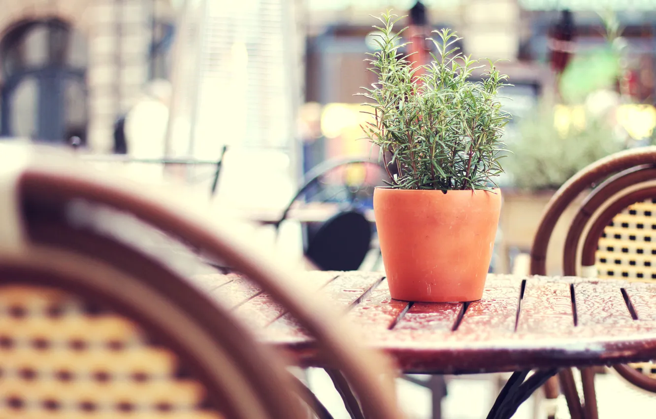 Photo wallpaper city, the city, chairs, cafe, pot, table, floral, street