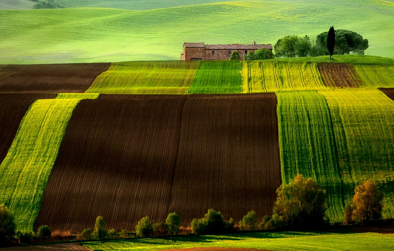 Photo wallpaper field, hills, Italy, Tuscany