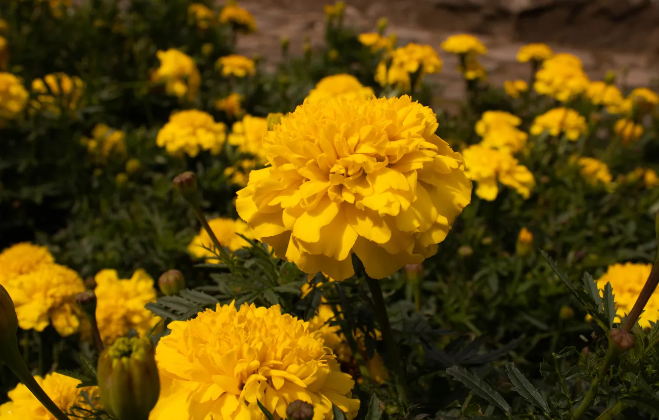 Photo wallpaper summer, flowers, yellow, garden, flowerbed, marigolds