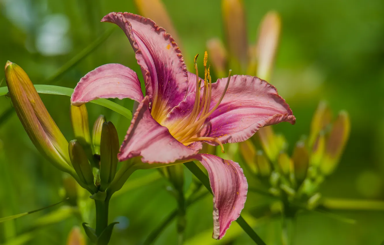 Photo wallpaper macro, flowers, nature, daylilies