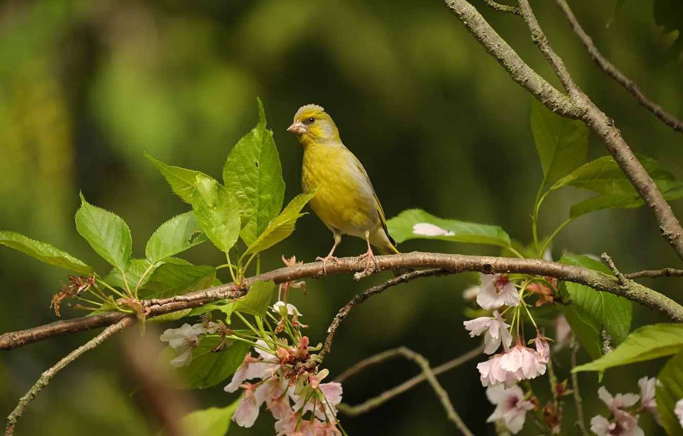 Photo wallpaper look, nature, bird, branch, beak, sitting, Zelenushka, yellow green