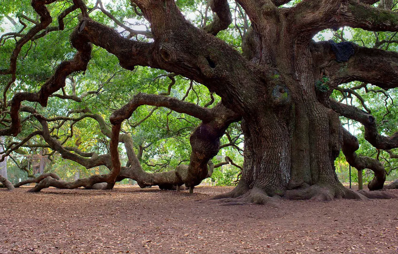 Photo wallpaper trees, South Carolina, USA, Angel OK, Isle Jones