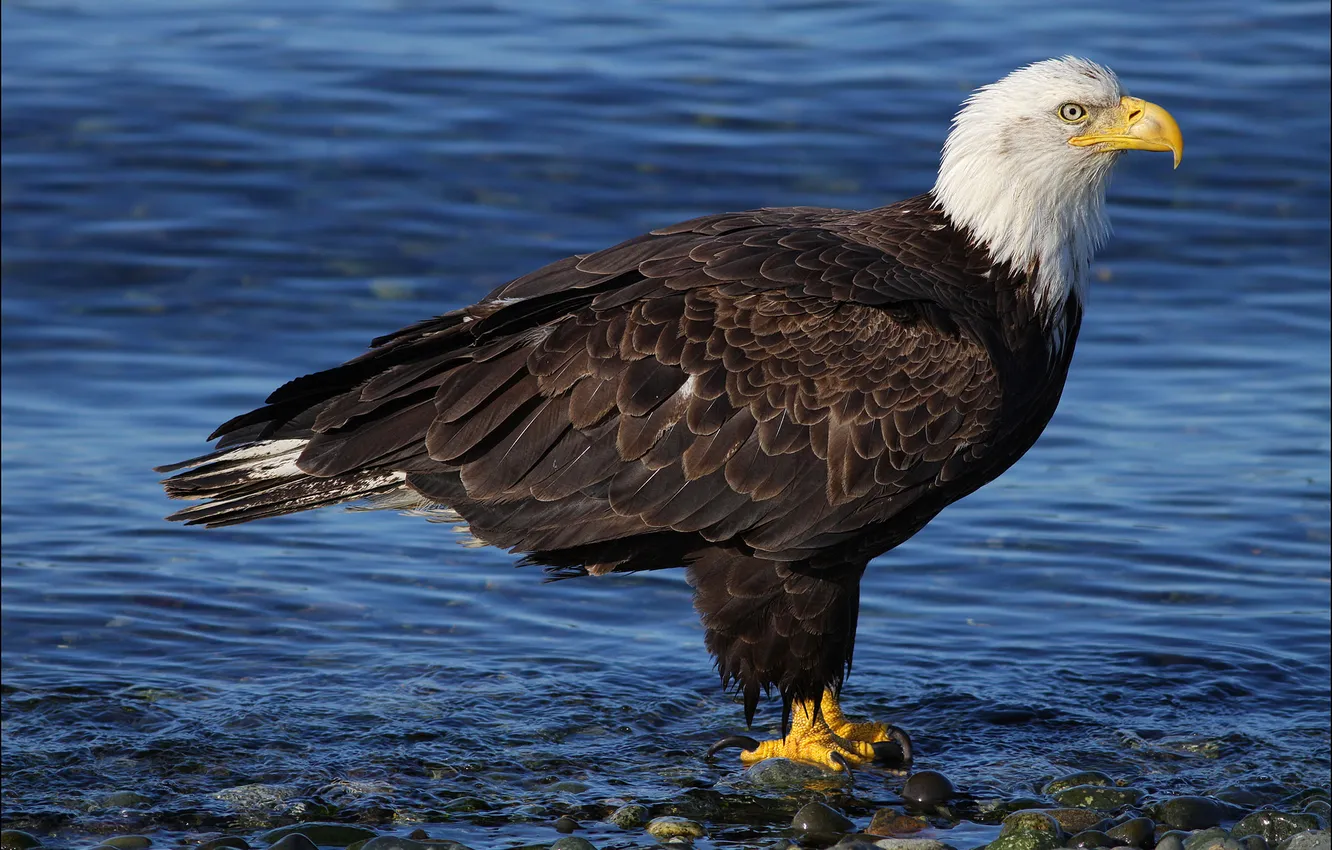 Photo wallpaper water, bird, predator, bald eagle