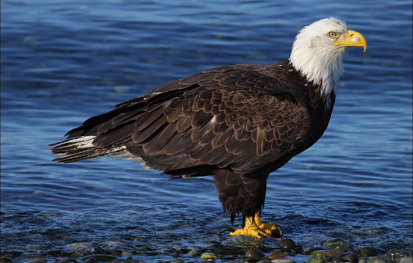 Photo wallpaper water, bird, predator, Bald eagle