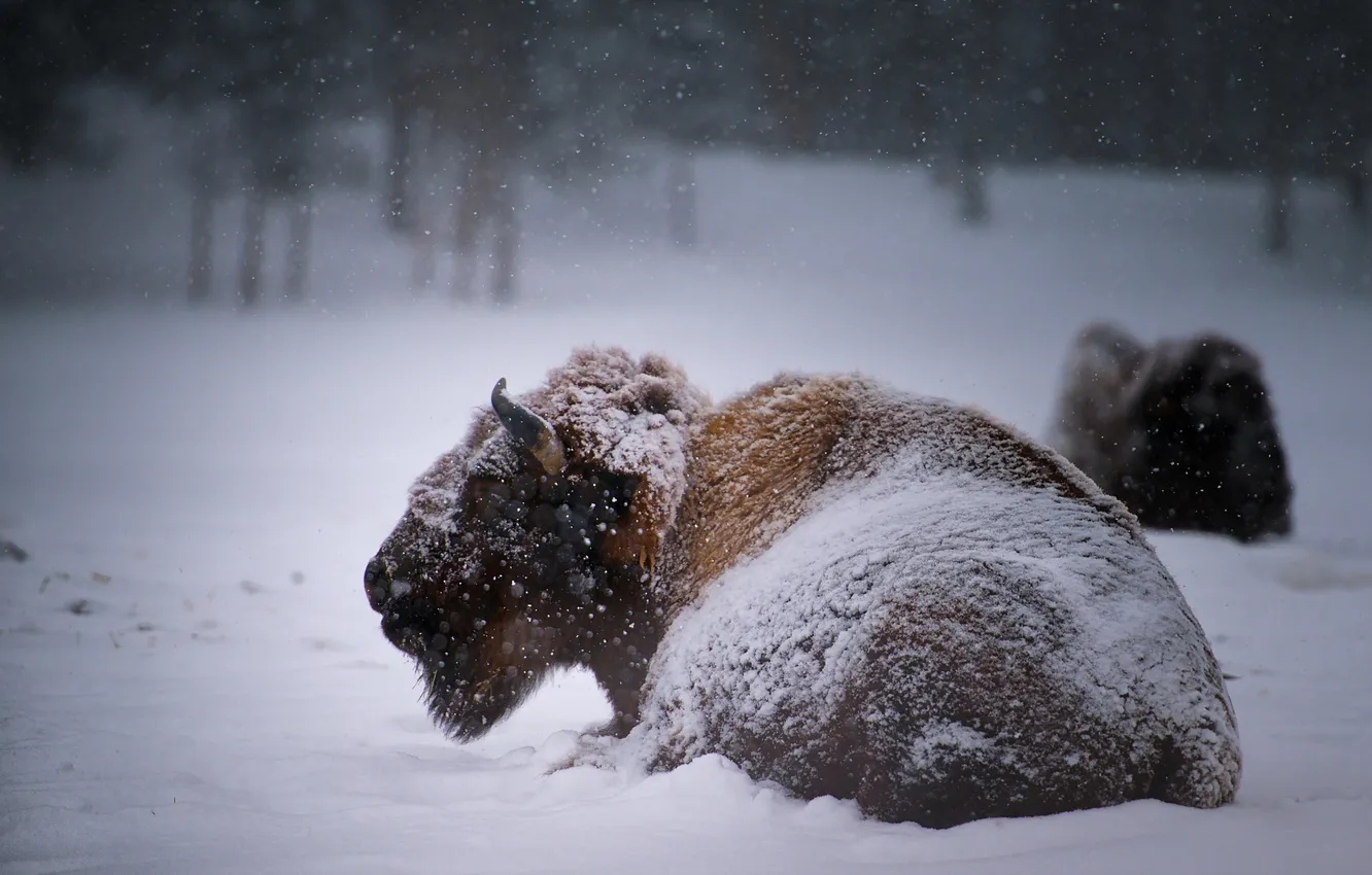 Photo wallpaper winter, snow, Buffalo