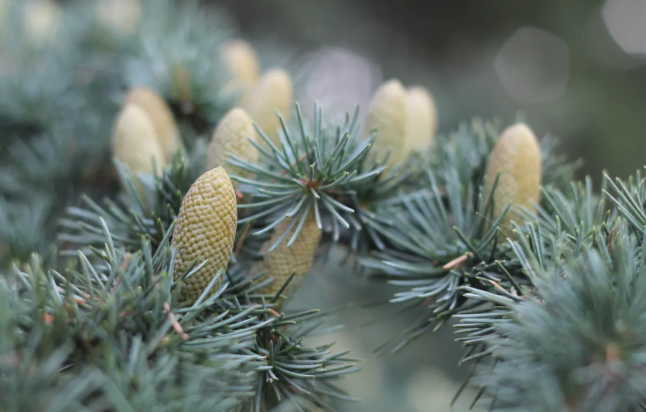 Photo wallpaper macro, spruce, bumps