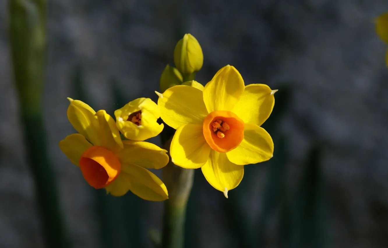 Photo wallpaper flowers, yellow, daffodils
