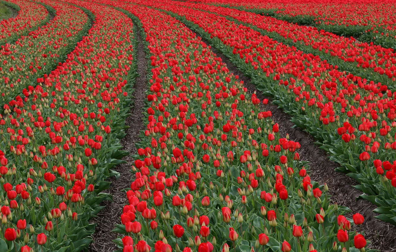 Photo wallpaper field, buds, flowering, a lot, tulips are red