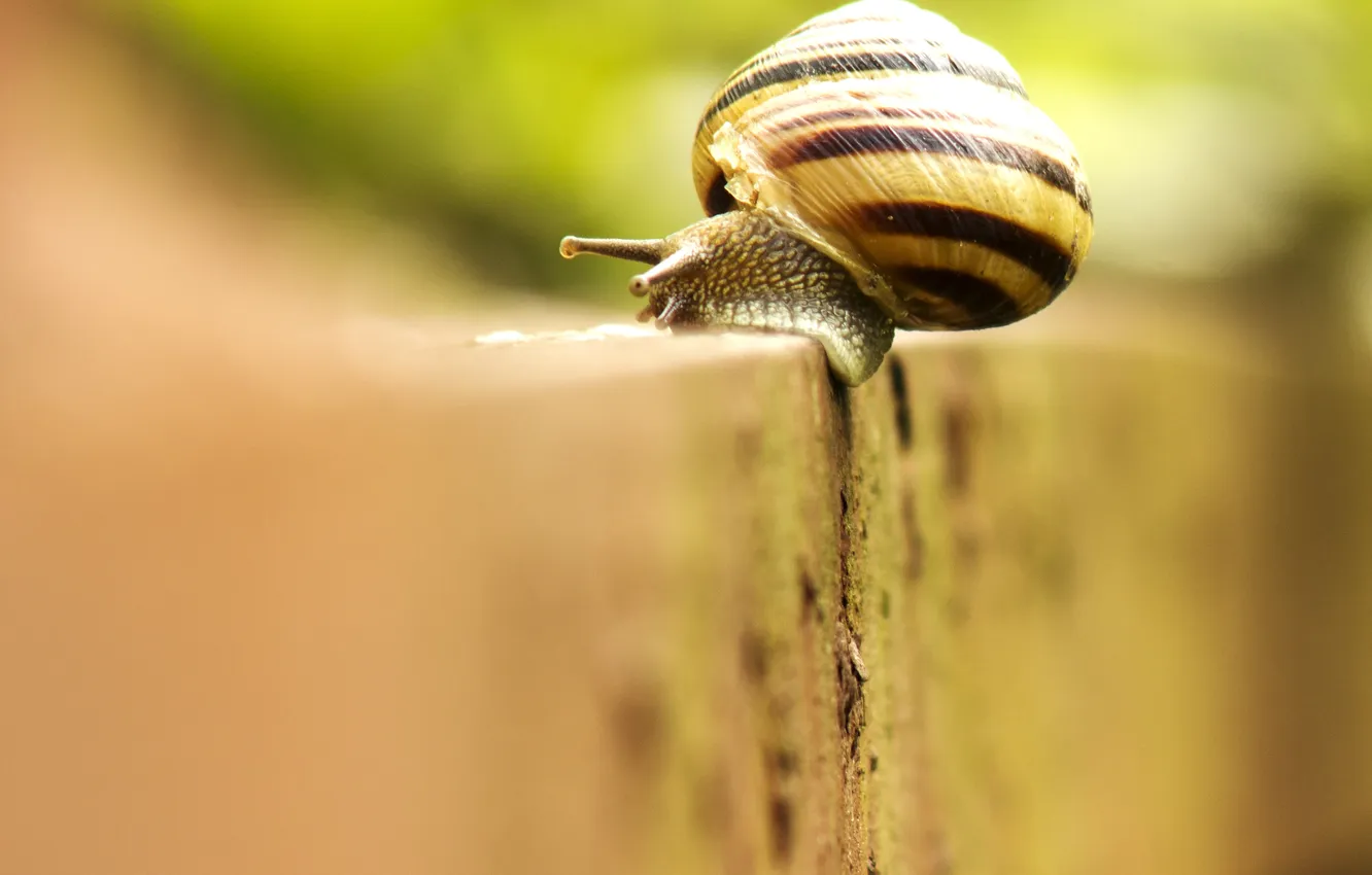 Photo wallpaper summer, macro, yellow, nature, background, the fence, snail, Sunny