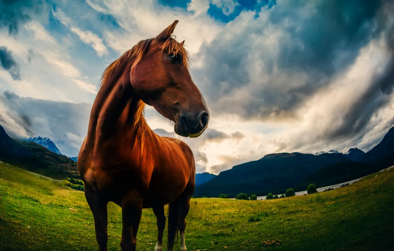 Photo wallpaper the sky, nature, horse