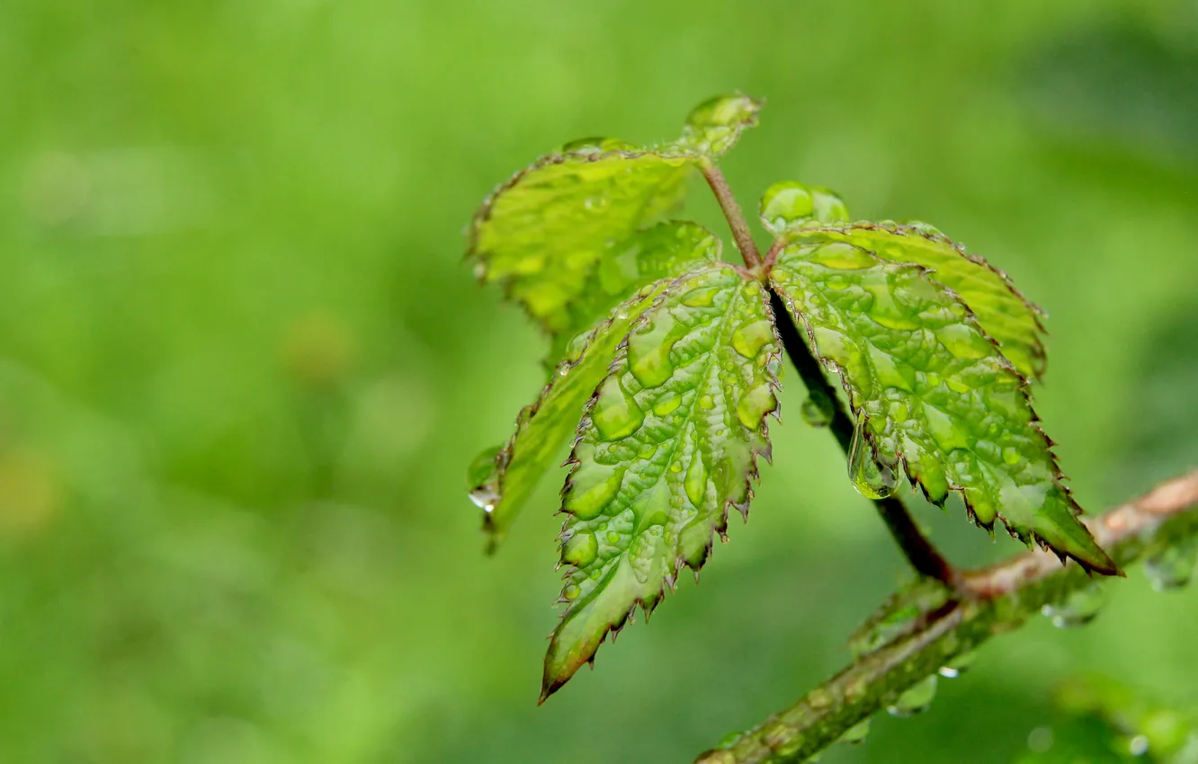 Photo wallpaper water, drops, leaf, plant