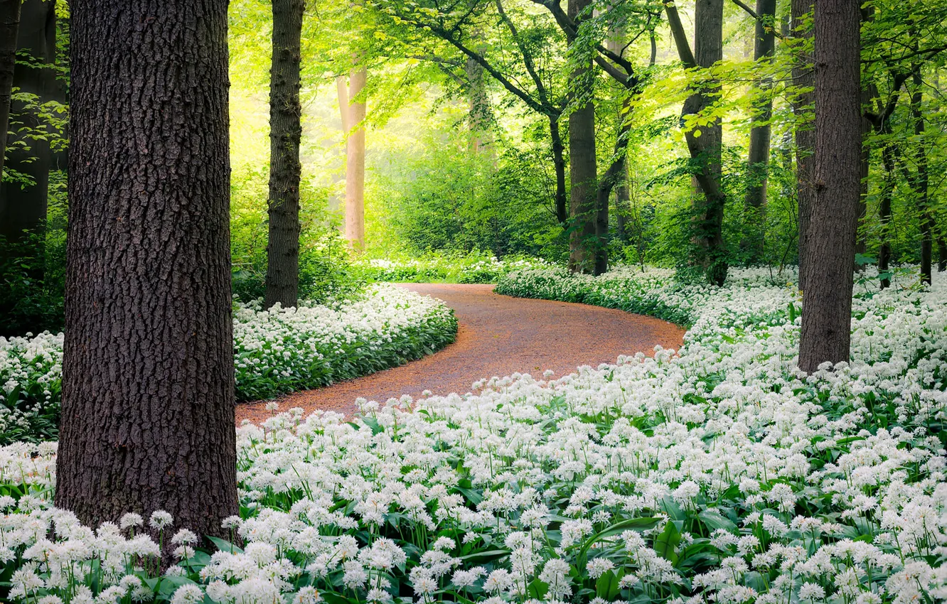Photo wallpaper greens, forest, trees, flowers, Park, thickets, spring, track