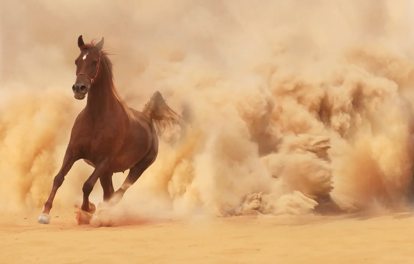 Photo wallpaper sand, horse, horse, dust, running, runs