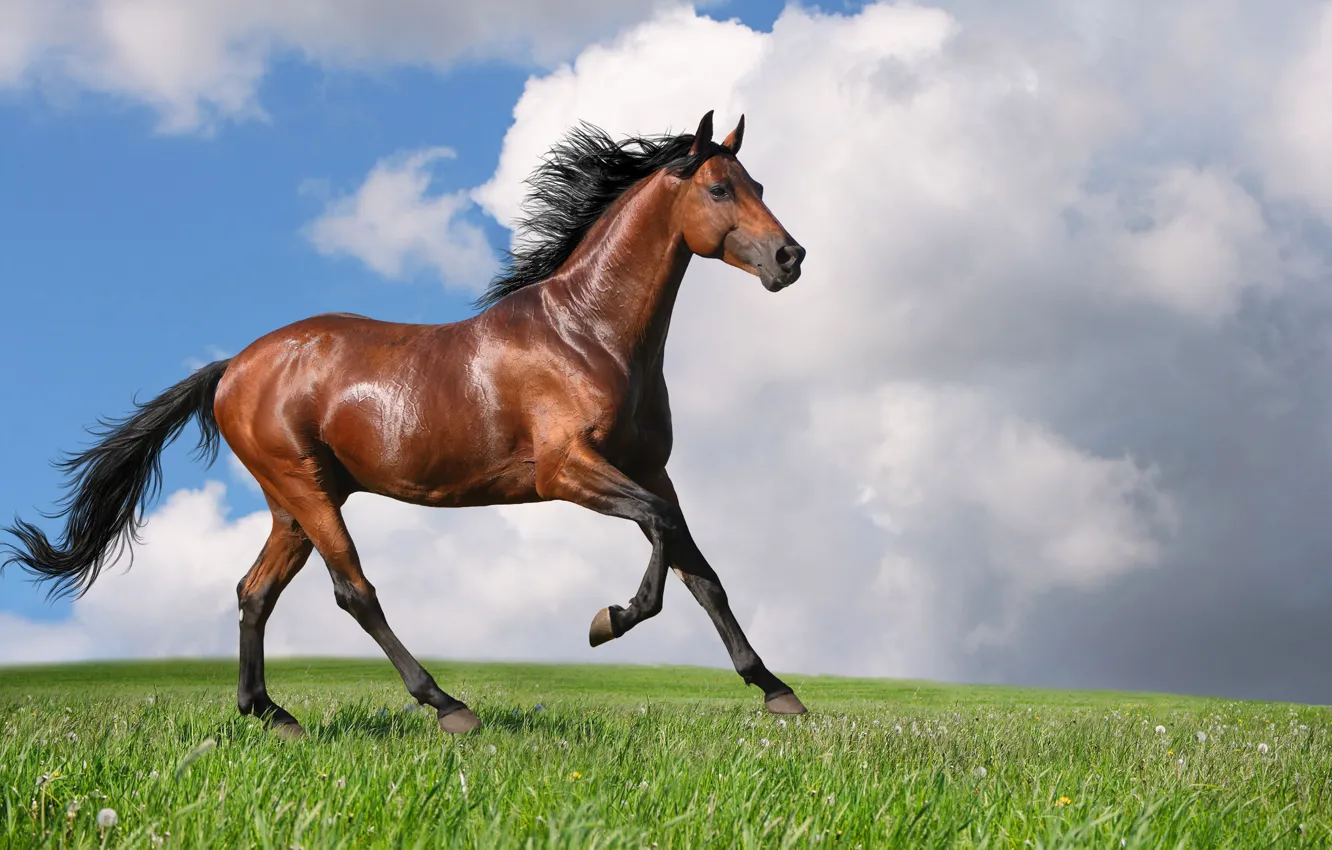 Photo wallpaper horse, Horse, chestnut