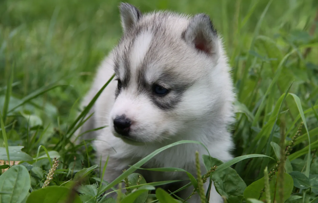 Photo wallpaper grass, puppy, blue eyes, husky, Laika, small dog