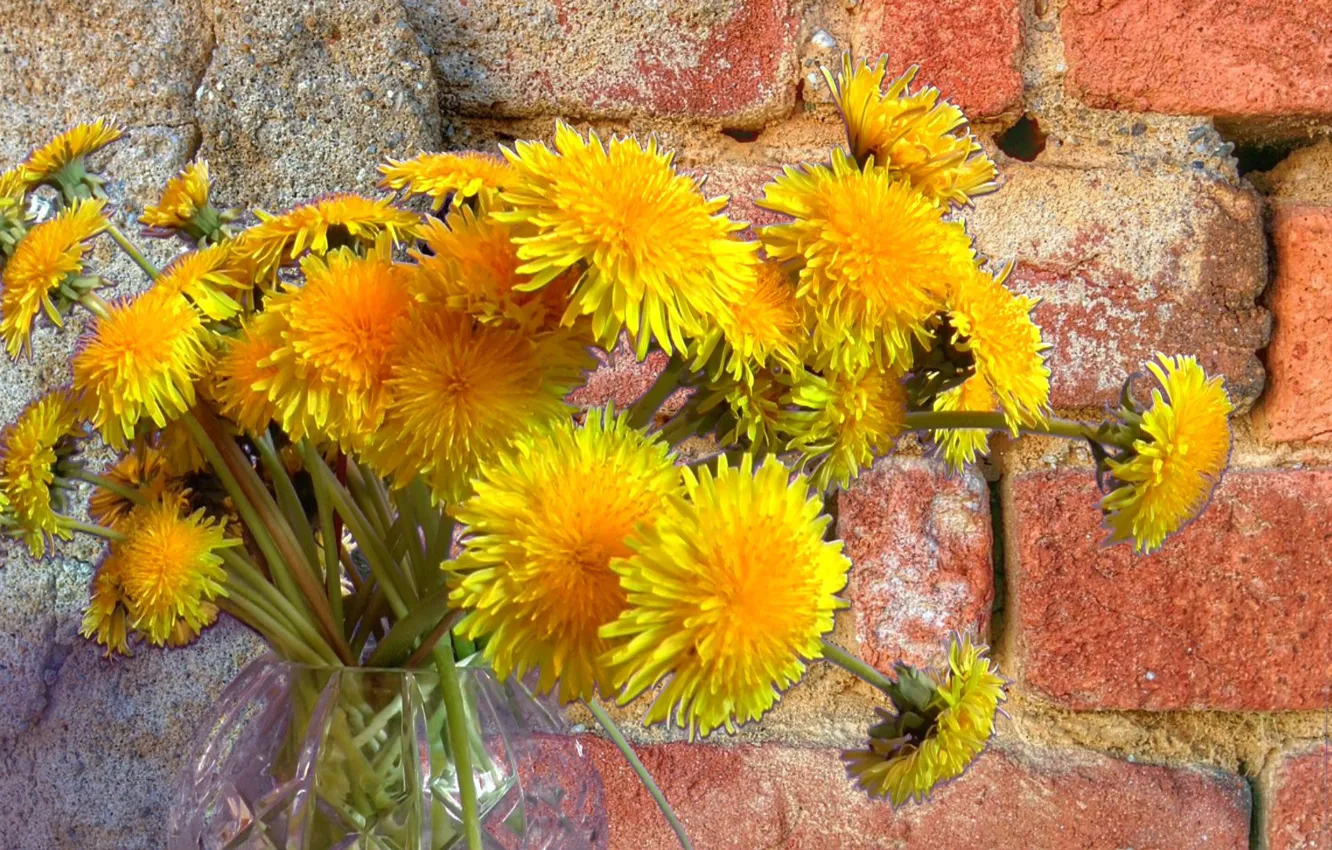 Photo wallpaper summer, dandelion, bouquet