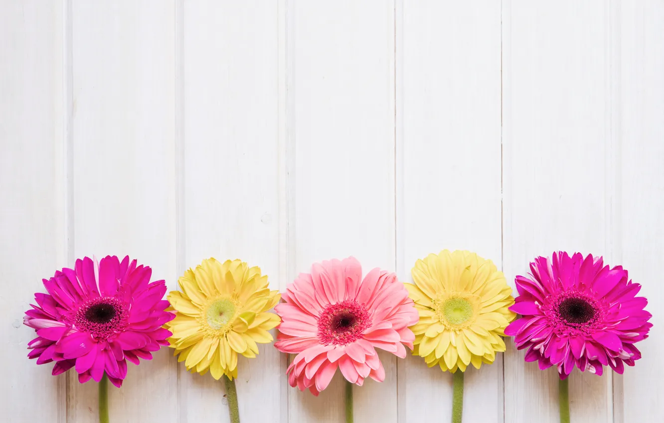 Photo wallpaper flowers, yellow, pink, chrysanthemum, yellow, pink, flowers, spring