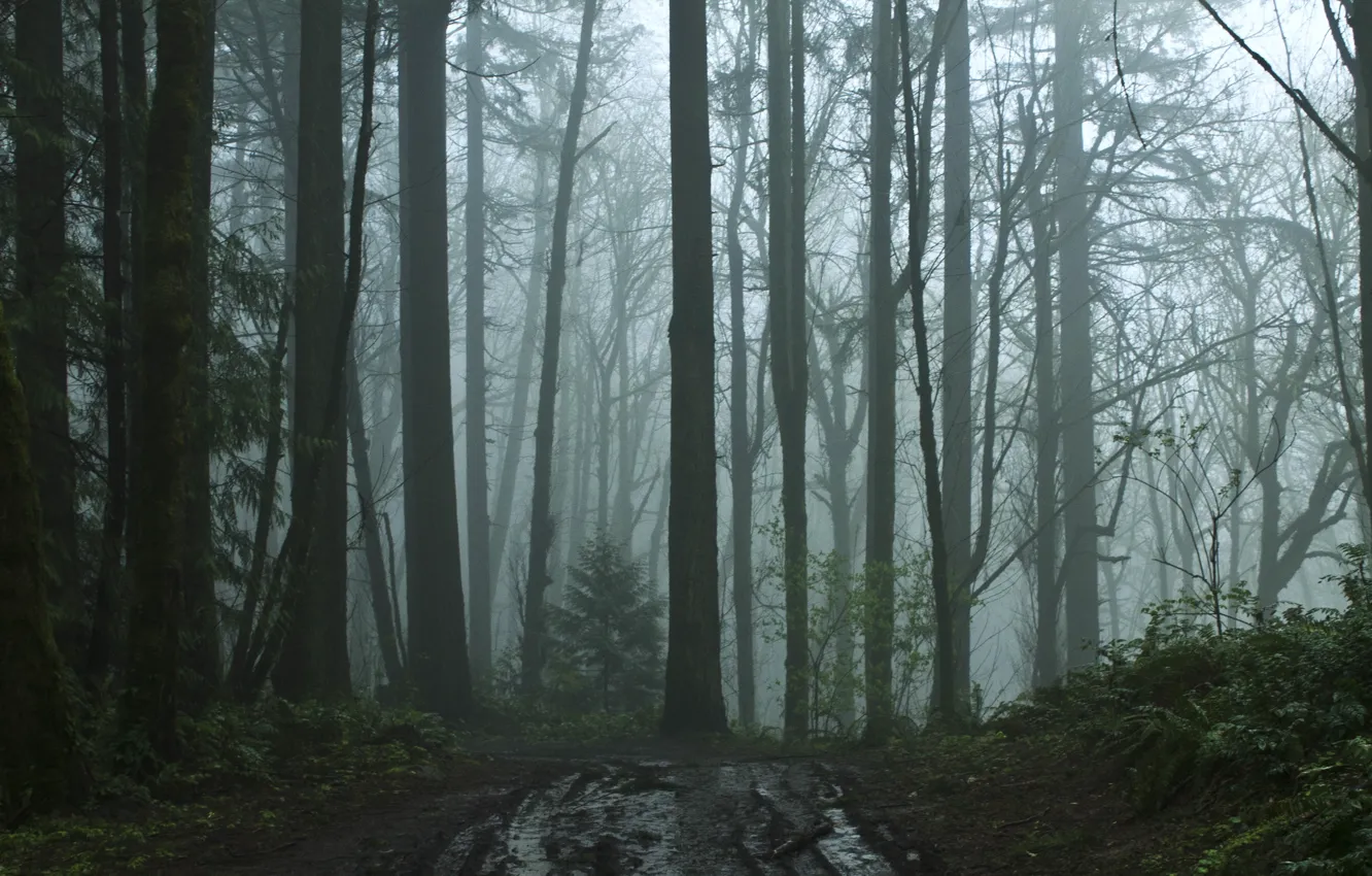 Photo wallpaper forest, trees, nature, fog