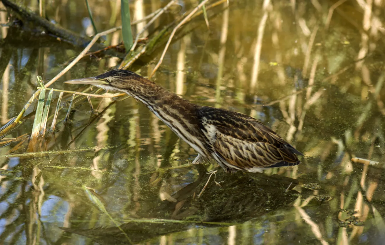 Photo wallpaper summer, nature, lake, reflection, bird, beak, neck, gait