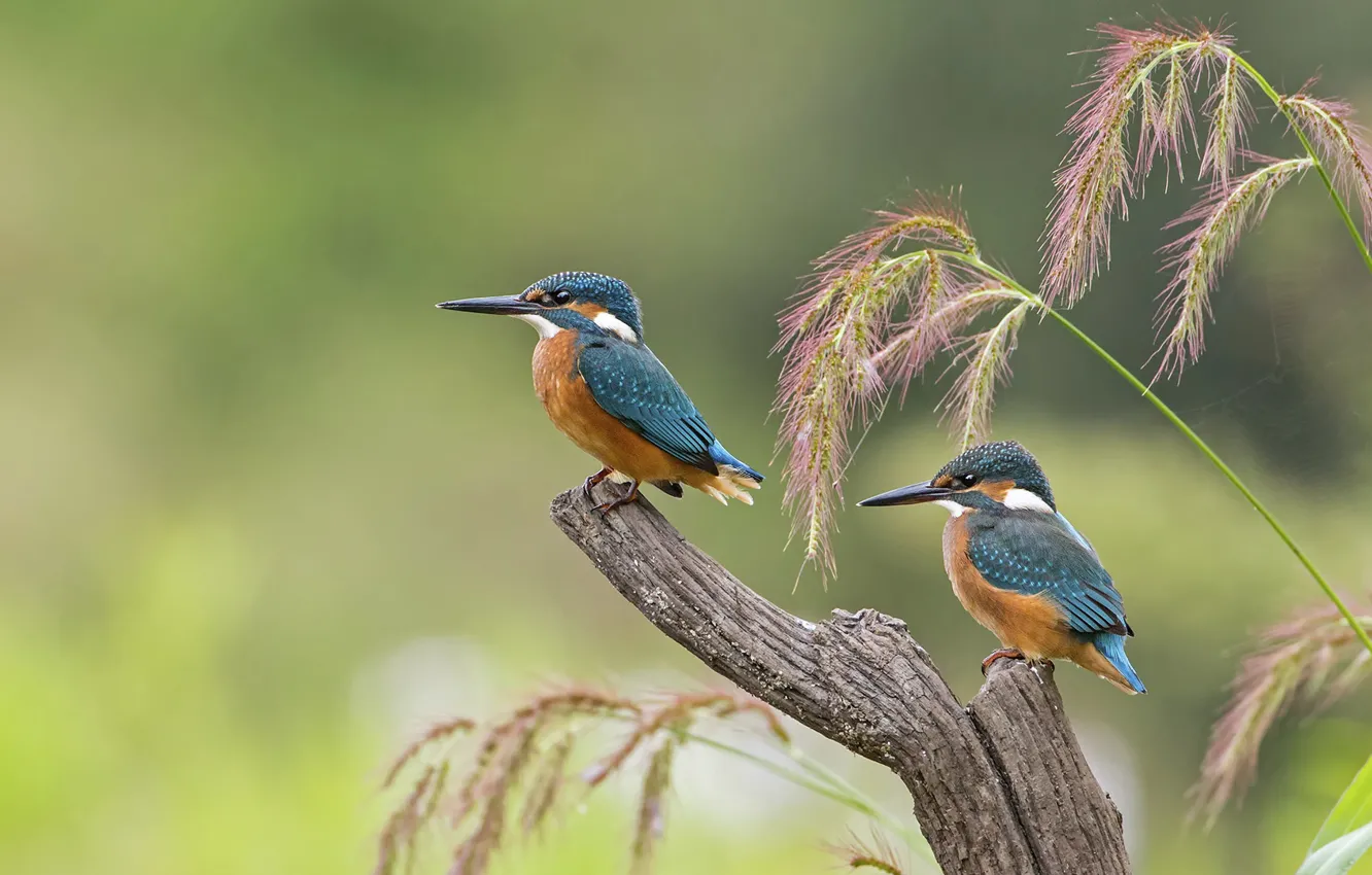 Photo wallpaper bird, beak, Chicks, Kingfisher