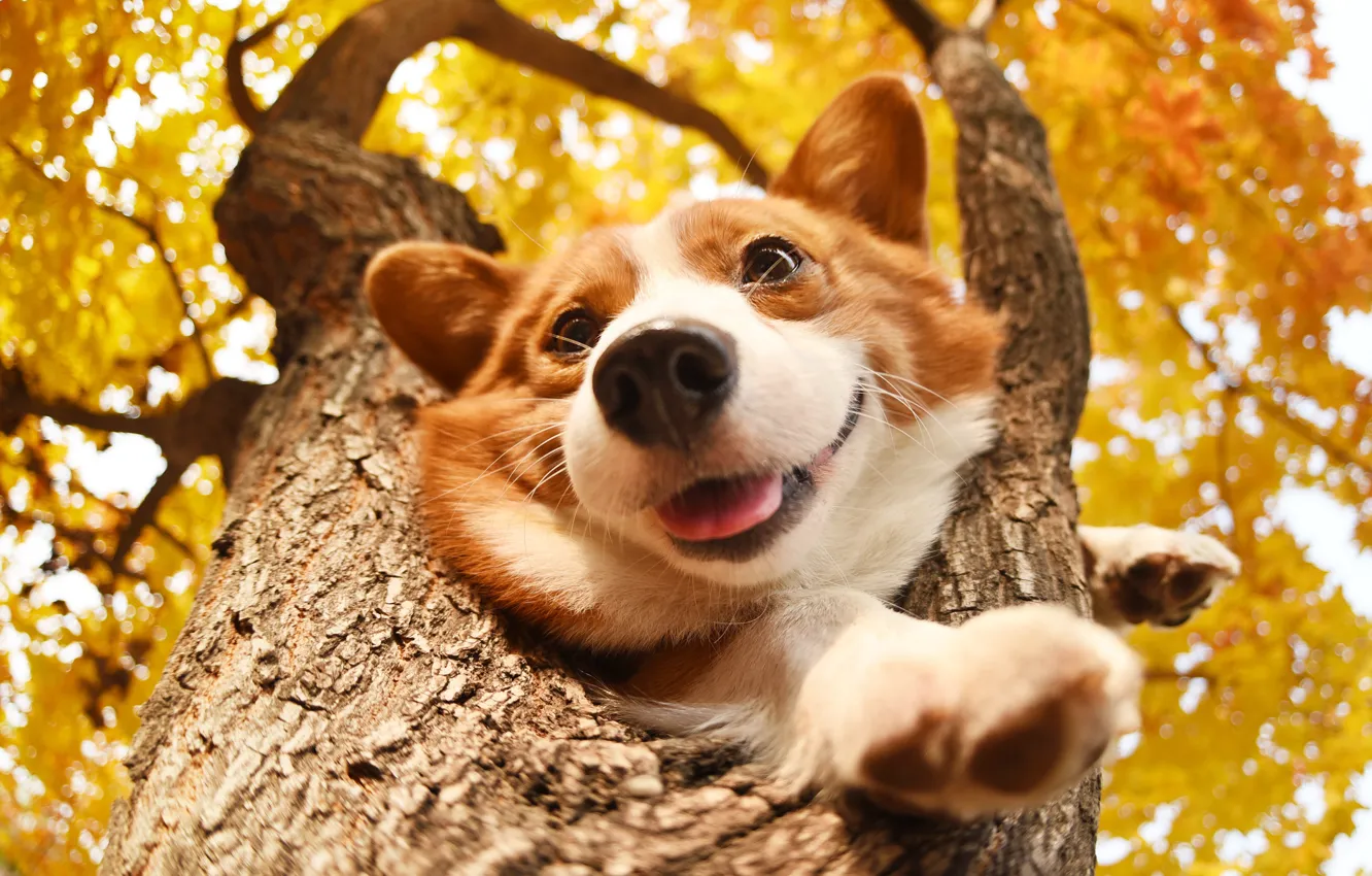 Photo wallpaper autumn, language, look, face, leaves, trees, joy, branches