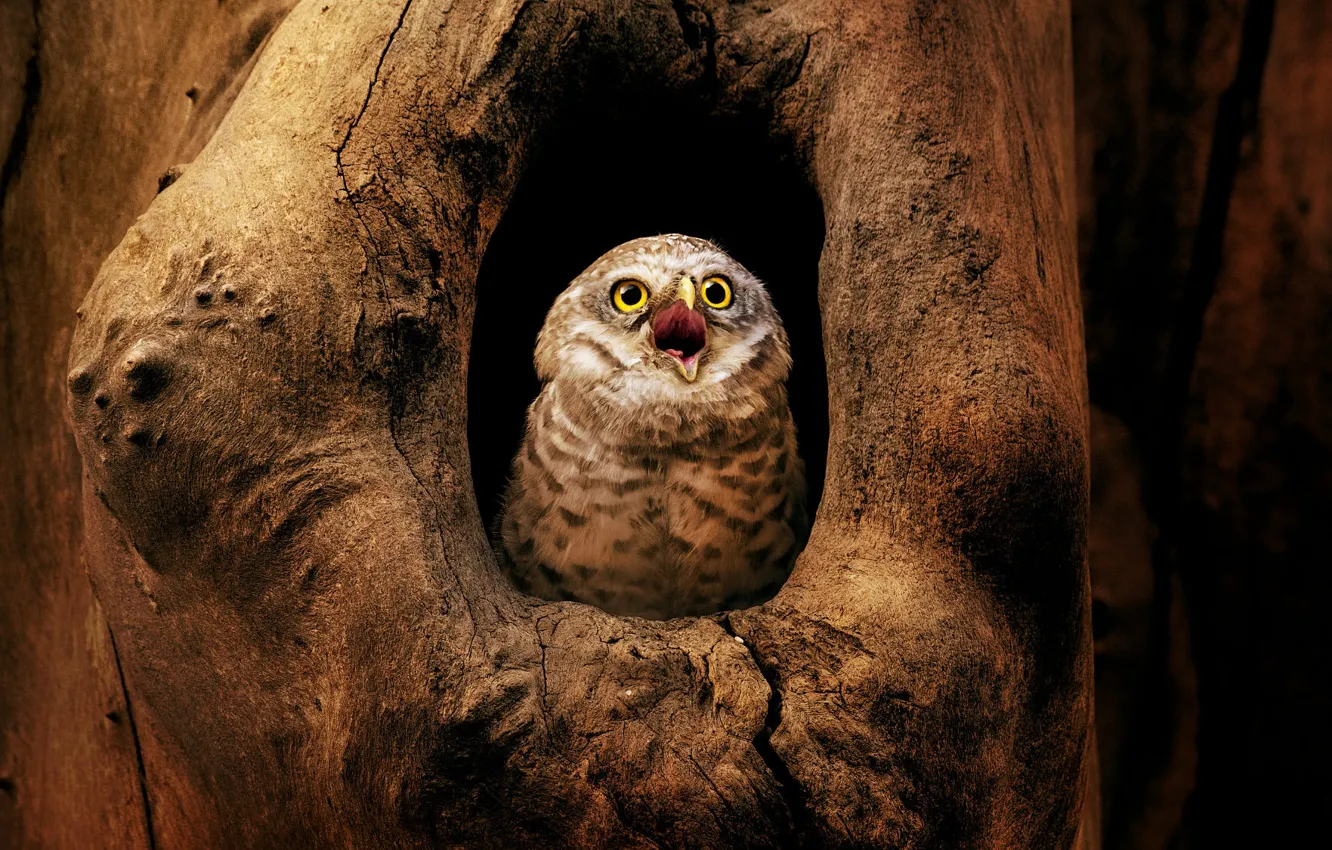 Photo wallpaper look, trees, the dark background, owl, bird, beak, the hollow, owl