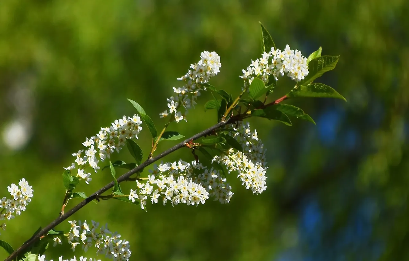 Photo wallpaper flowers, nature, spring, cherry
