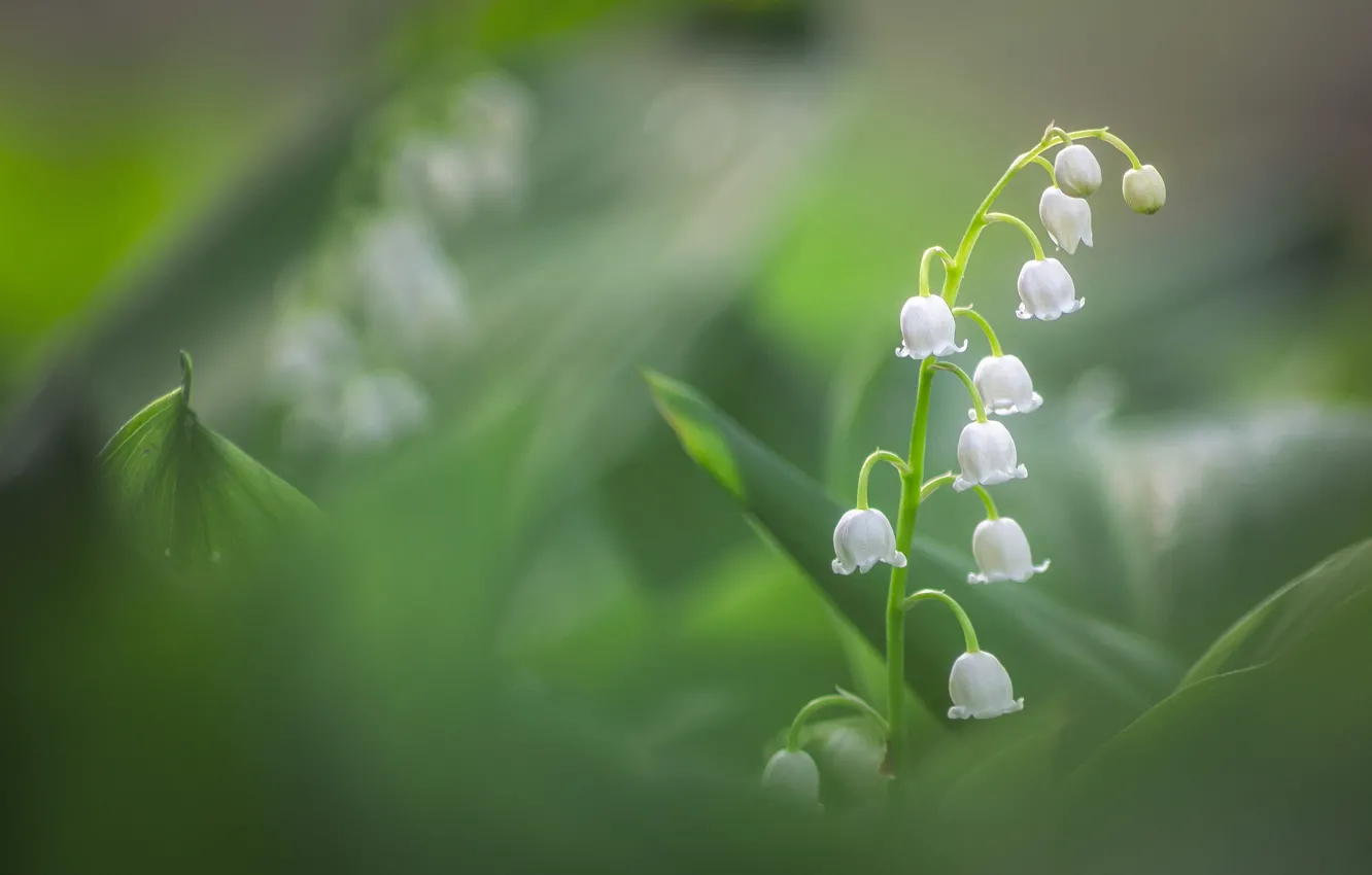Photo wallpaper leaves, flowers, blur, spring, white, lilies of the valley, bokeh