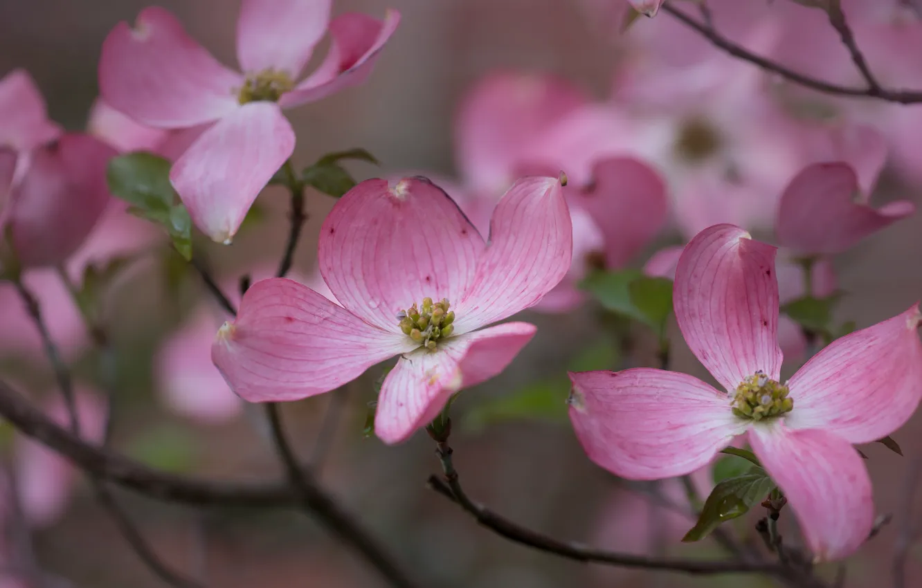 Photo wallpaper macro, flowers, branches, spring, pink, flowering, dogwood
