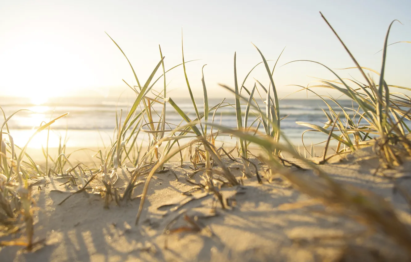 Photo wallpaper sand, sea, beach, the sky, grass, the sun, macro, joy