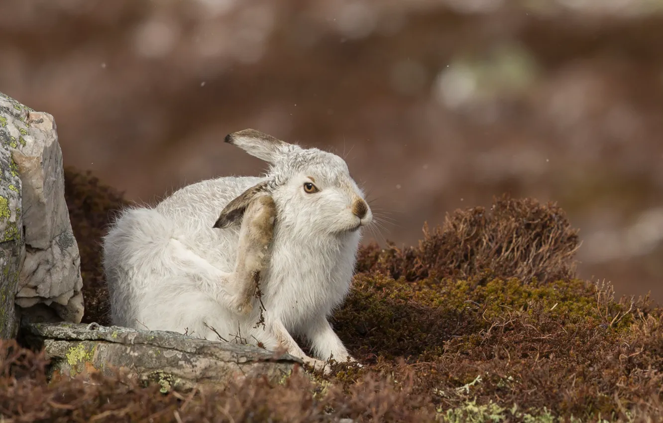 Photo wallpaper nature, hare, rabbit, Whitey