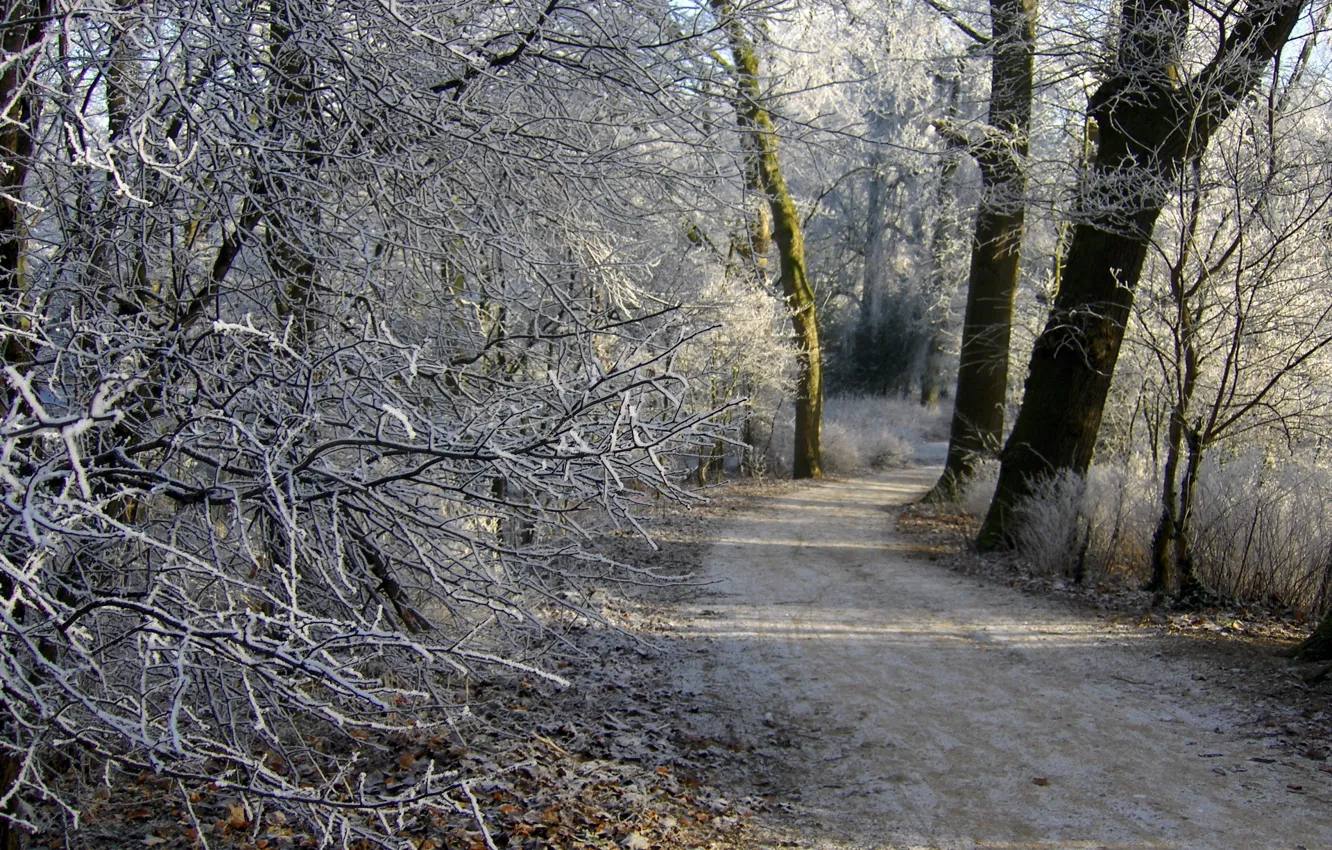 Photo wallpaper winter, frost, forest, path