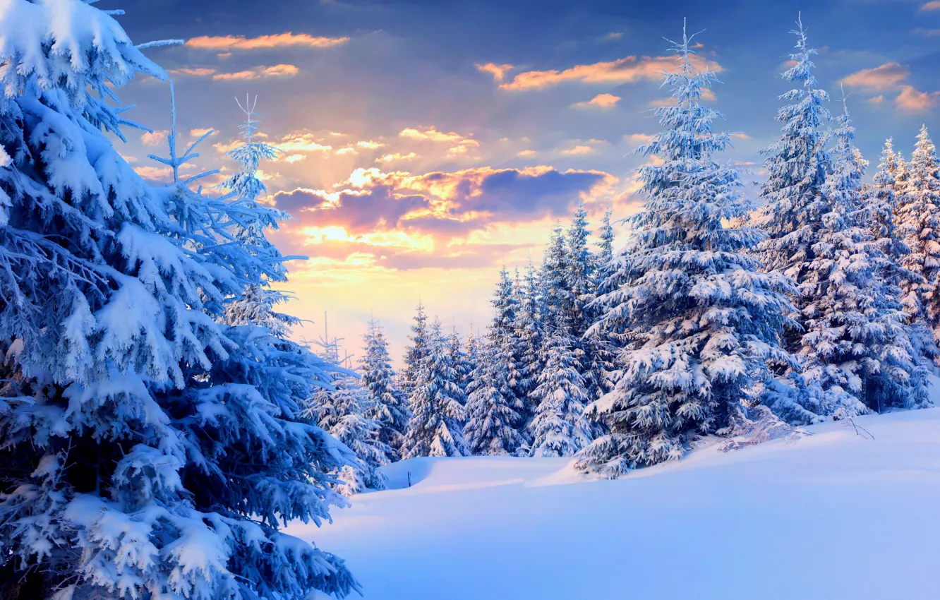 Photo wallpaper winter, the sky, snow, nature, photo, spruce