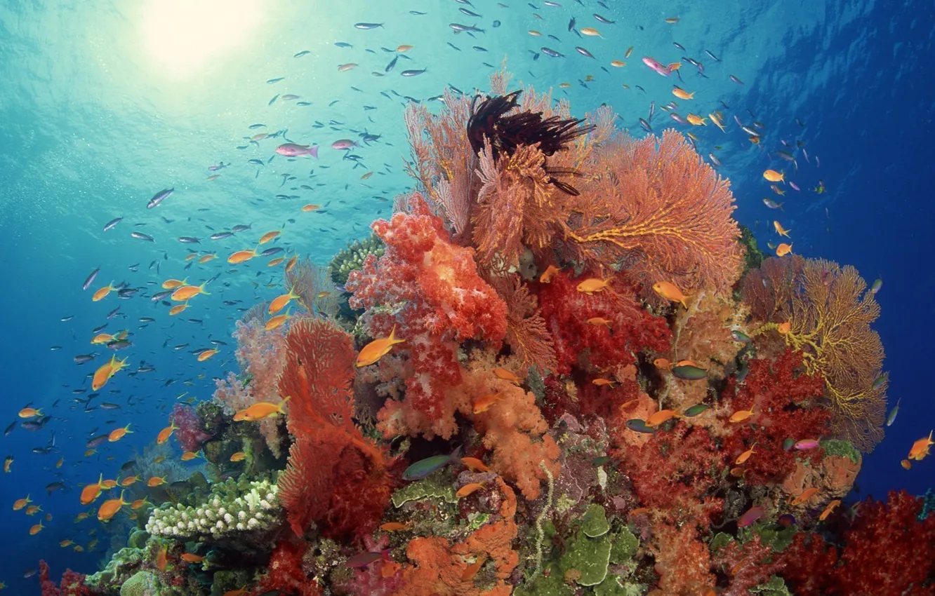 Photo wallpaper fish, reef, coral