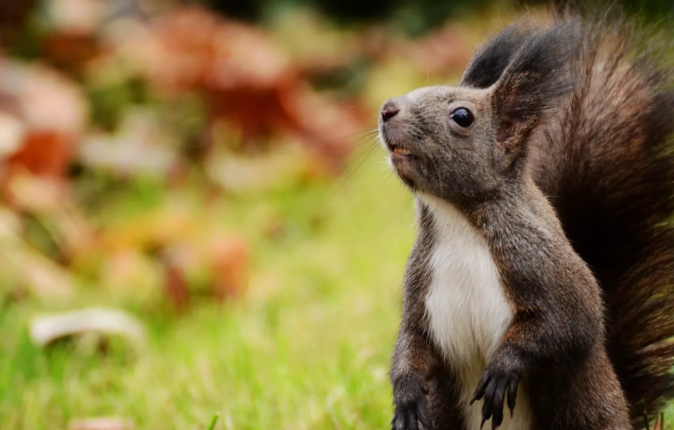 Photo wallpaper animal, protein, looks