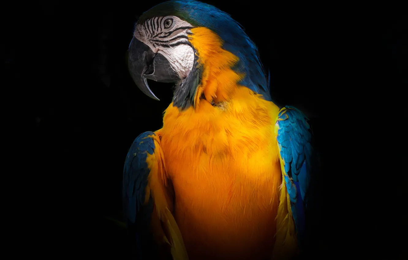 Photo wallpaper Bird, Tropical, Animal