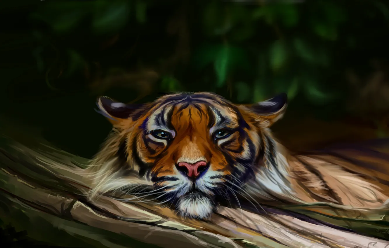 Photo wallpaper nature, tiger, by SalamanDra-S